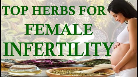 herbs that treat infertility in women 🍀🌼 natural remedies for treatning female infertility 🌿🍃