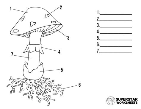 Kingdom Fungi Diagram Quizlet