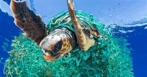 The world’s plastic problem is bigger than the ocean | Marine life