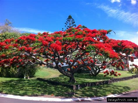 We did not find results for: Poinciana Tree - Delonix regia