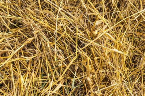 1693 Background Texture Dried Grass Hay Straw Stock Photos Free