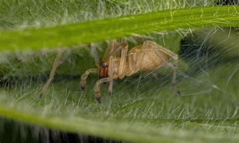 10 Spiders In Kansas Imp World