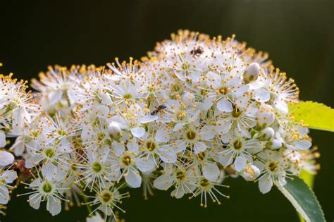 White Cherry Flowers The Branches Of A Blossoming Cherry Tree With