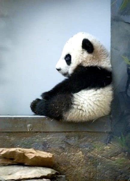 Panda Cute N Tiny