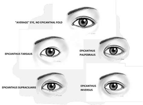 Origin Of Epicanthic Eye Folds Page 2 Epicanthic Fold Eyes Ideal