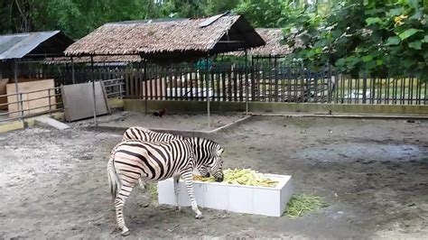 9 Kebun Binatang Terbaik Di Indonesia Yang Harus Dikunjungi Sebelum
