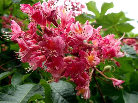 Closeup Of Pink Flowers Of The Horse Chestnut Tree Stock Photos