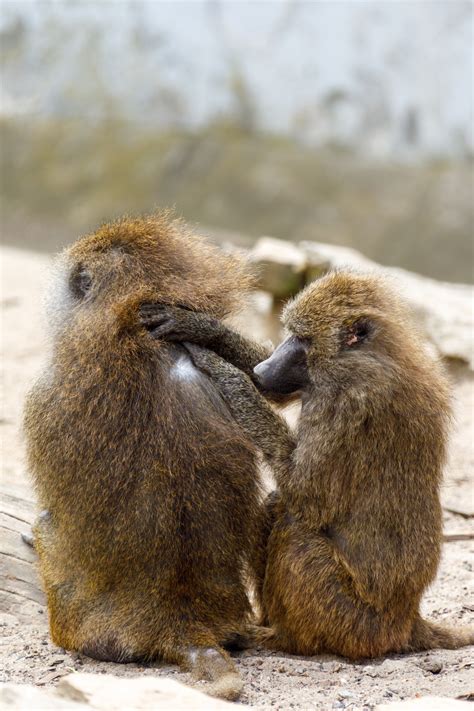Monkeys Grooming Free Stock Photo Public Domain Pictures