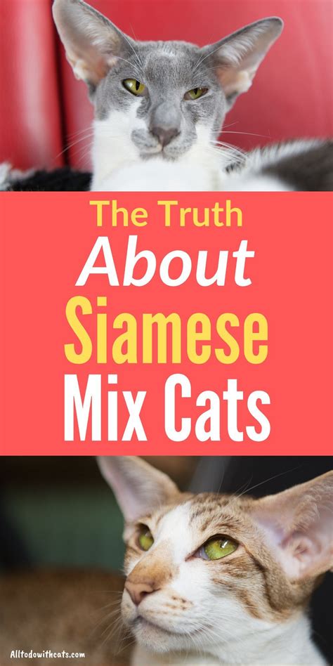 Are Siamese Mix Cats Good Pets Everything You Need To Know In 2021