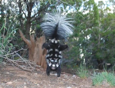 Scientists Identify Seven Species Of Spotted Skunks And They All Do