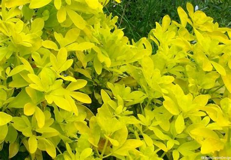 Evergreen Shrub With Yellow Flowers Uk St Maarten Sailing And Boating