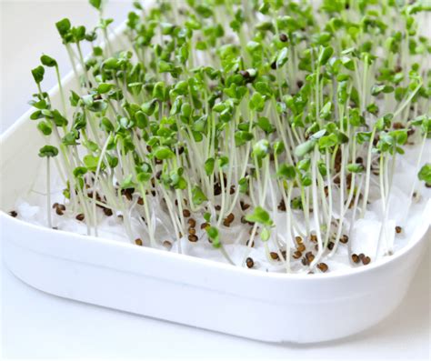 How To Grow Broccoli Sprouts