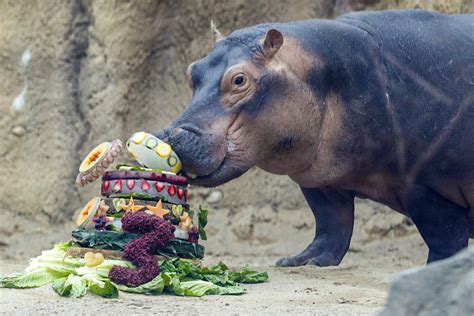 Enjoy Cincinnati Zoos Fiona The Hippo Online From The Comfort Of Your