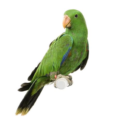 Male Eclectus Parrot Eclectus Parrot In Front Of A White Background