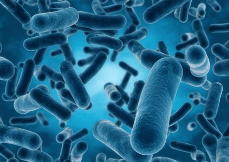 Taxonomic Changes To The Genus Lactobacillus Are Now Official So What Now