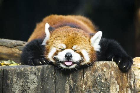 Meet The Red Panda The Worlds Most Squee Worthy Potential Climate
