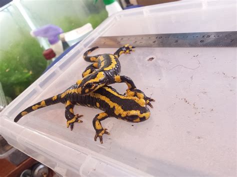 Se England Fire Salamanders For Sale Reptile Forums