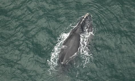 Two New North Atlantic Right Whale Calves Spotted Off Coast Of Florida