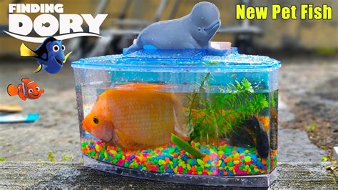 Finding Dory Aquarium Catching New Pet Fish Youtube