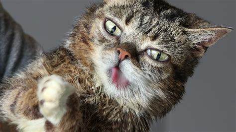 Lil Bub Returns To Catsbury Park Cat Convention To Help Fellow Felines