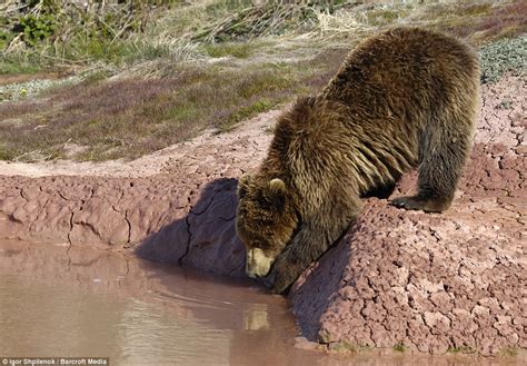 Grizzlies In The Mist Bear Caught On Camera Peering Out From Behind A