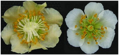 Morphological Differences In The Floral Organs Of Female And Male