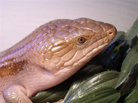W Midlands Adult Female Blue Tongue Skink Reptile Forums