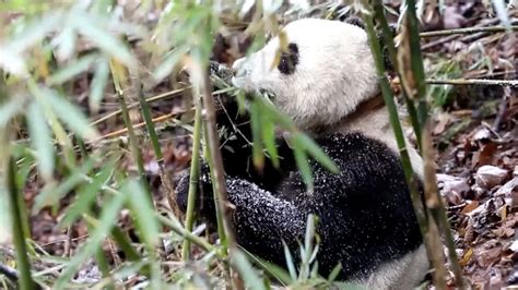 Giant Pandas To Be Released For The First Time Outside Sichuan Cgtn