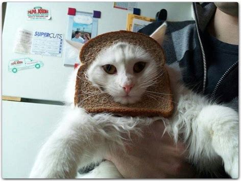 20 Funny Cat Breading H3rcom Weird Funny Pictures Cats Cat Bread