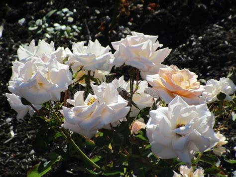 Bright White Garden Roses Blooming In Summer Season Stock Image Image