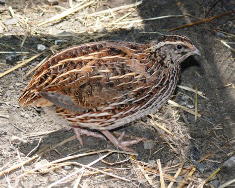 Raising Coturnix Quail At Home Great Days Outdoors