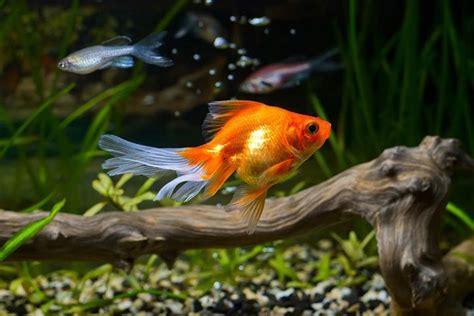 Goldfish Animal Facts For Kids Characteristics And Pictures