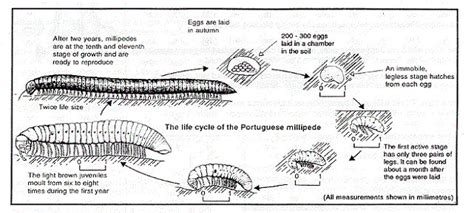 Millipede Diagram