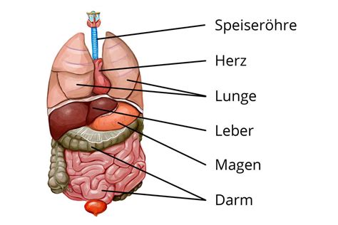 Die inneren organe des menschen. Organe Mensch: einfach erklärt I inkl. Übungen