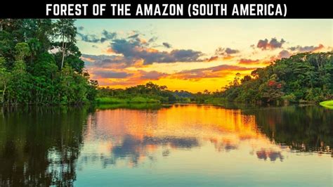 Top 10 Largest And Popular Rainforests In The World 2022