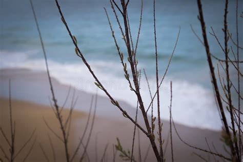 Beautiful View On Atlantic Ocean Through Nude Branches Background