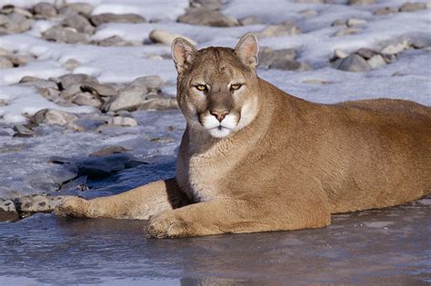 Safety Guide To Cougars Vancouver Island News Events Travel