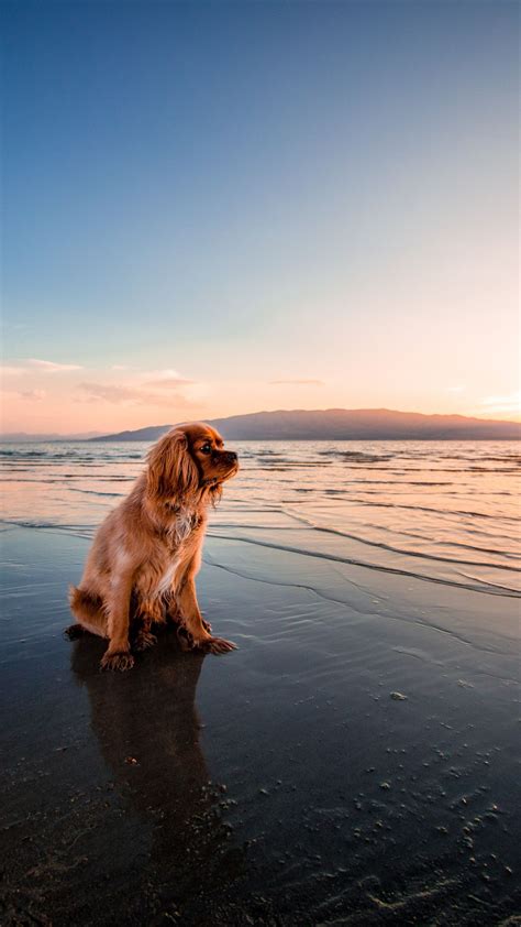Dog Standing On The Beach Dog Wallpaper Cute Dog Photos Dog Travel