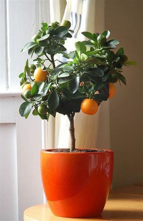 Pin By Tatiana On Garden Indoor Fruit Indoor Fruit Trees Growing Citrus