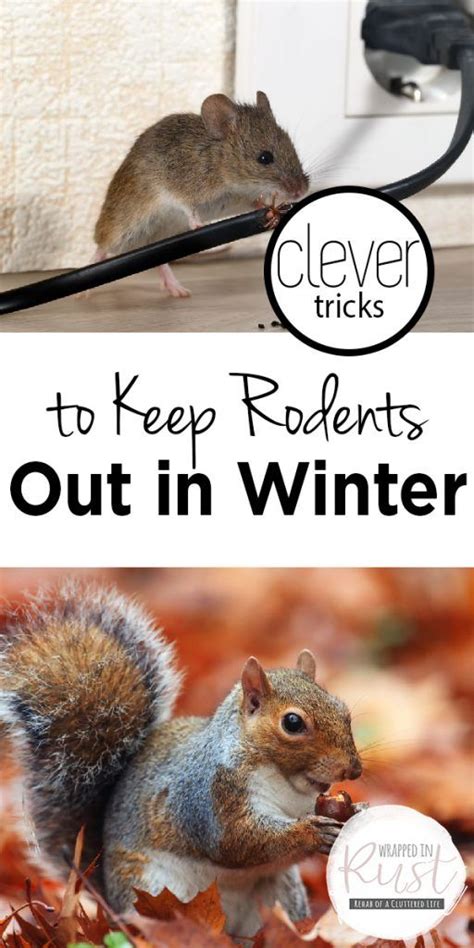 To keep mice and rats out of your home, rodent exclusion is the process of inspecting your home for possible entry points. Clever Tricks to Keep Rodents Out in Winter - Wrapped in ...