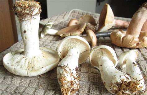 Large White Mushrooms Edible Identifying Mushrooms Wild Mushroom