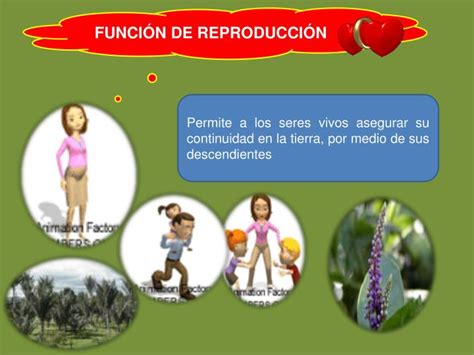 Ppt Funciones Vitales De Los Seres Vivos Powerpoint Presentation Id