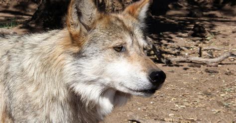 Arizona Man Gets Probation For Mexican Gray Wolf Killing