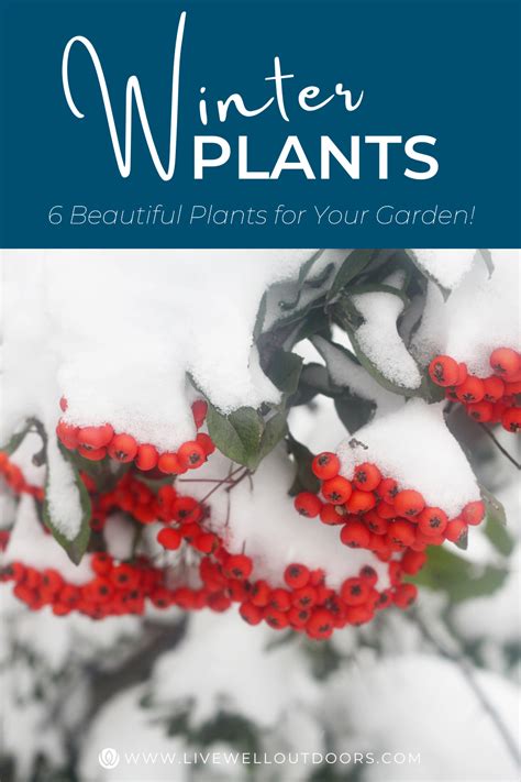Plant Winter Interest Plants Now Seasonal Landscaping Plants Native