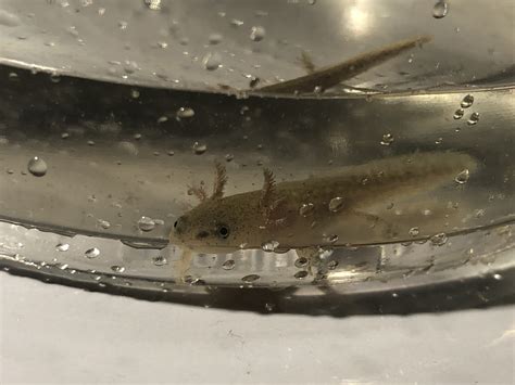 Larva Salamander Identification Help Caudata Org Newts And