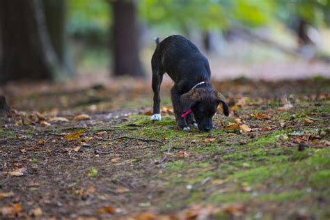 Dog In Forest Free Stock Photo Public Domain Pictures