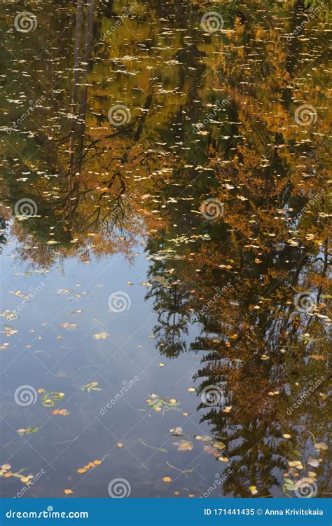 Pond In Autumn With Leaves Floating In It In Autumn Stock Image Image