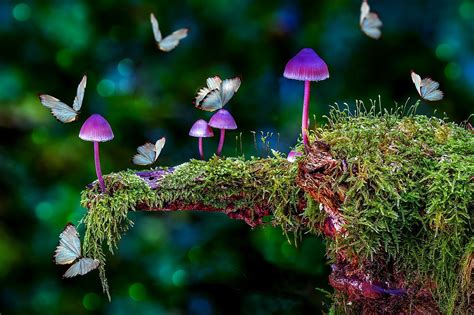 Can Psychedelic Mushrooms Treat Depression