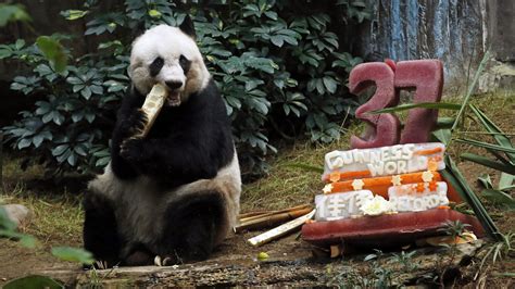 Giant Panda Jia Jia Celebrates 37th Birthday And 2 Guinness World
