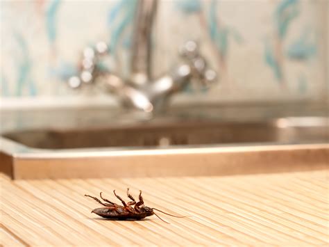 The kitchen moth has the ability to reproduce very quickly and spoil the food, so it is necessary to start fighting with it immediately after the appearanceonce you have a kitchen moth in your house. How to Get Rid of Cockroaches in Kitchen Cabinets - Bug Lord